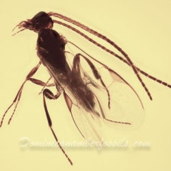 AF01 247 Hymenoptera Braconidae   Braconid Wasp 6