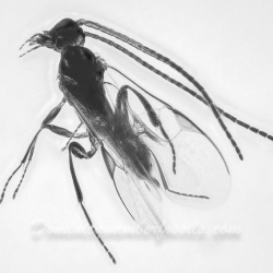 AF01 247 Hymenoptera Braconidae   Braconid Wasp 8