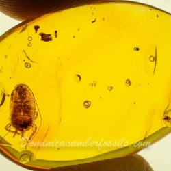 AF01 248 Blattodea  Water Bubble 10