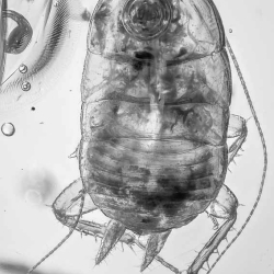 AF01 248 Blattodea  Water Bubble 2