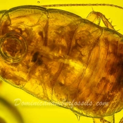 AF01 248 Blattodea  Water Bubble 3