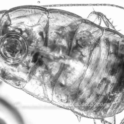 AF01 248 Blattodea  Water Bubble 4