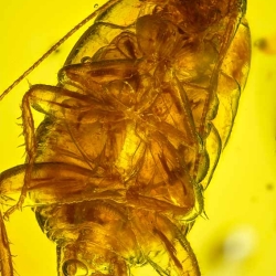 AF01 248 Blattodea  Water Bubble 5