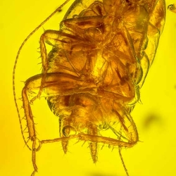 AF01 248 Blattodea  Water Bubble 6