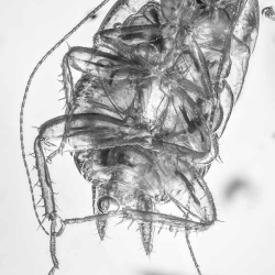 AF01 248 Blattodea  Water Bubble 7