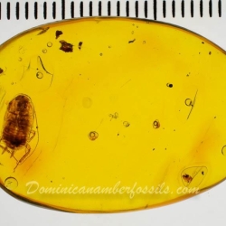 AF01 248 Blattodea  Water Bubble 8