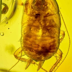 AF01 248 Blattodea  Water Bubble