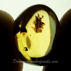 AF01 251 Bryophytes Fossil Inclusion In Dominican Amber 10