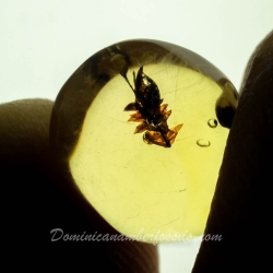 AF01 251 Bryophytes Fossil Inclusion In Dominican Amber 12