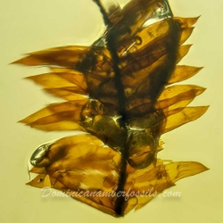 AF01 251 Bryophytes Fossil Inclusion In Dominican Amber 2