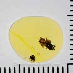 AF01 251 Bryophytes Fossil Inclusion In Dominican Amber 4