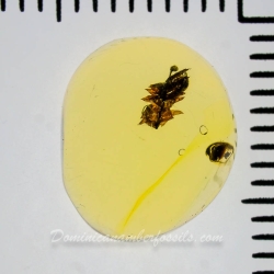 AF01 251 Bryophytes Fossil Inclusion In Dominican Amber 5