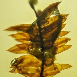 AF01 251 Bryophytes Fossil Inclusion In Dominican Amber