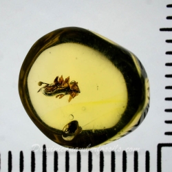 AF01 251 Bryophytes Fossil Inclusion In Dominican Amber 6