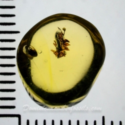 AF01 251 Bryophytes Fossil Inclusion In Dominican Amber 7