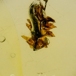 AF01 251 Bryophytes Fossil Inclusion In Dominican Amber 8