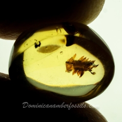 AF01 251 Bryophytes Fossil Inclusion In Dominican Amber 9