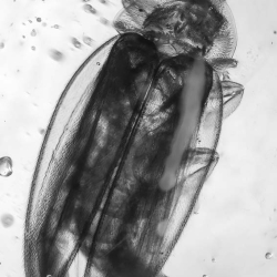 AF01 252 Coleoptera Lampyridae 2