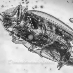 AF01 252 Coleoptera Lampyridae 7