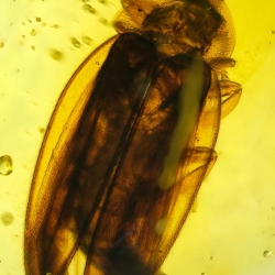 AF01 252 Coleoptera Lampyridae