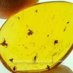 AF01 254 Flowers Fossil In Dominican Amber 10