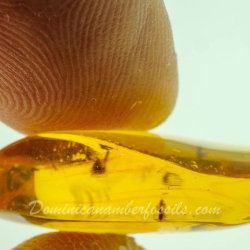 AF01 254 Flowers Fossil In Dominican Amber 12