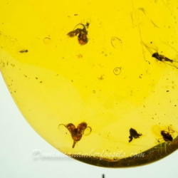 AF01 254 Flowers Fossil In Dominican Amber 2