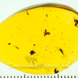 AF01 254 Flowers Fossil In Dominican Amber 6