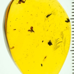 AF01 254 Flowers Fossil In Dominican Amber 7