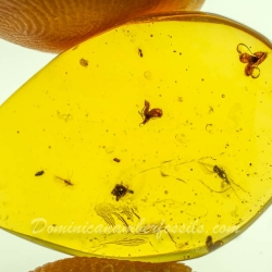 AF01 254 Flowers Fossil In Dominican Amber 8