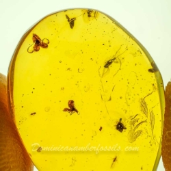 AF01 254 Flowers Fossil In Dominican Amber 9