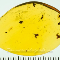 AF01 254 Flowers Fossil In Dominican Amber