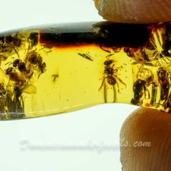 AF01 256 Hecathomb Of Stingless Bee Hymenoptera Probeia Dominicana 8