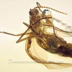 AF01 258 Diptera Nematochera Sciaridae   Dark Fungus Gnat 3