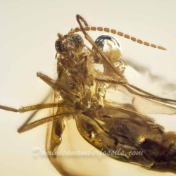 AF01 258 Diptera Nematochera Sciaridae   Dark Fungus Gnat 4