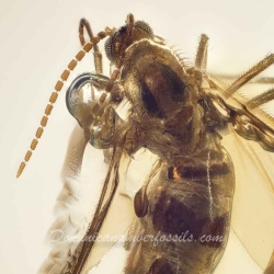 AF01 258 Diptera Nematochera Sciaridae   Dark Fungus Gnat 6