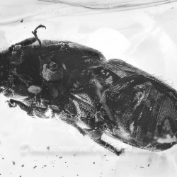 AF01 261 Curculionidae Scolytinae   Bark Beetle 4