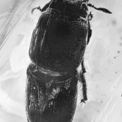 AF01 261 Curculionidae Scolytinae   Bark Beetle 8