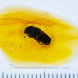 AF01 261 Curculionidae Scolytinae   Bark Beetle 9