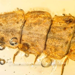 AF01 264 Coleoptera Lampyridae Larva Fossil In Dominican Amber 3