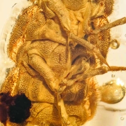 AF01 264 Coleoptera Lampyridae Larva Fossil In Dominican Amber 4