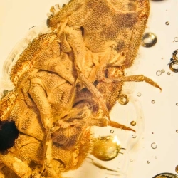 AF01 264 Coleoptera Lampyridae Larva Fossil In Dominican Amber 5