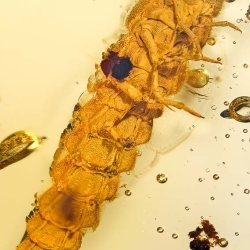 AF01 264 Coleoptera Lampyridae Larva Fossil In Dominican Amber 6