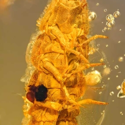 AF01 264 Coleoptera Lampyridae Larva Fossil In Dominican Amber 7