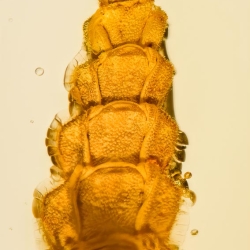 AF01 264 Coleoptera Lampyridae Larva Fossil In Dominican Amber 8