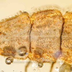 AF01 264 Coleoptera Lampyridae Larva Fossil In Dominican Amber 9