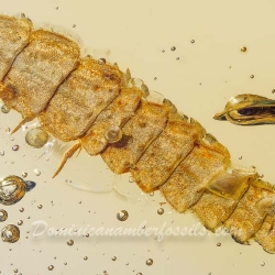 AF01 264 Coleoptera Lampyridae Larva Fossil In Dominican Amber