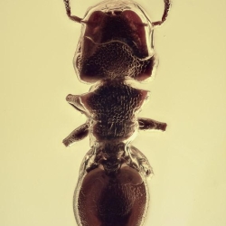 AF01 265 Hymenoptera Formicidae Myrmicinae Cephalotes   Turtle Ant 2