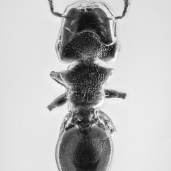 AF01 265 Hymenoptera Formicidae Myrmicinae Cephalotes   Turtle Ant 3