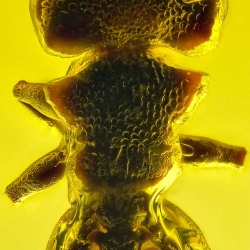 AF01 265 Hymenoptera Formicidae Myrmicinae Cephalotes   Turtle Ant 4